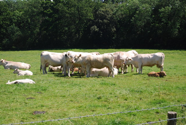Pakistani cattle farmer with healthy young calves at rural Punjab livestock farm